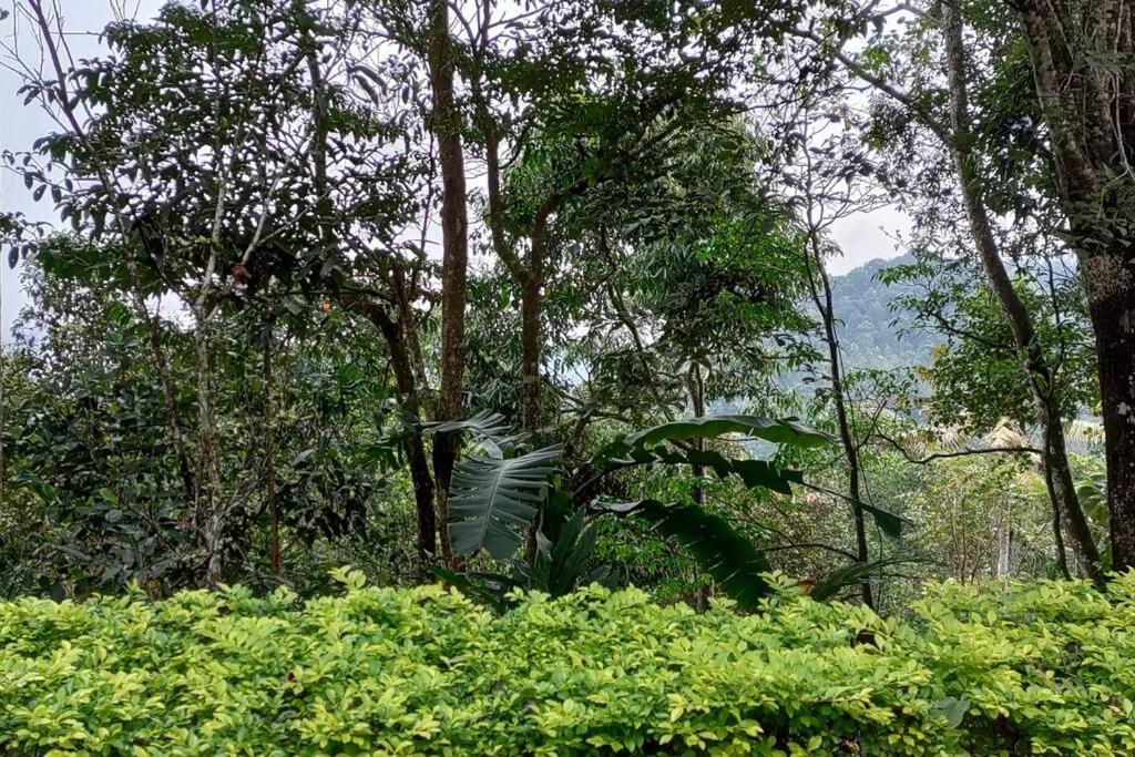 Coffee Camp Home Stay With Tree House Kattappana Exterior photo
