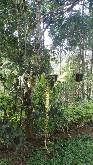 Coffee Camp Home Stay With Tree House Kattappana Exterior photo