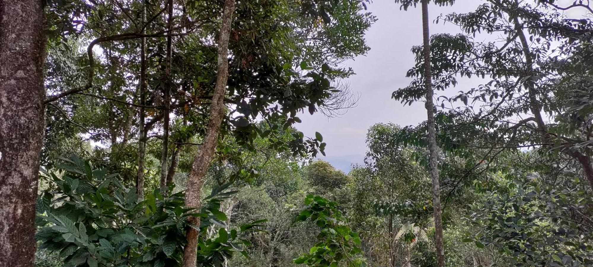 Coffee Camp Home Stay With Tree House Kattappana Exterior photo