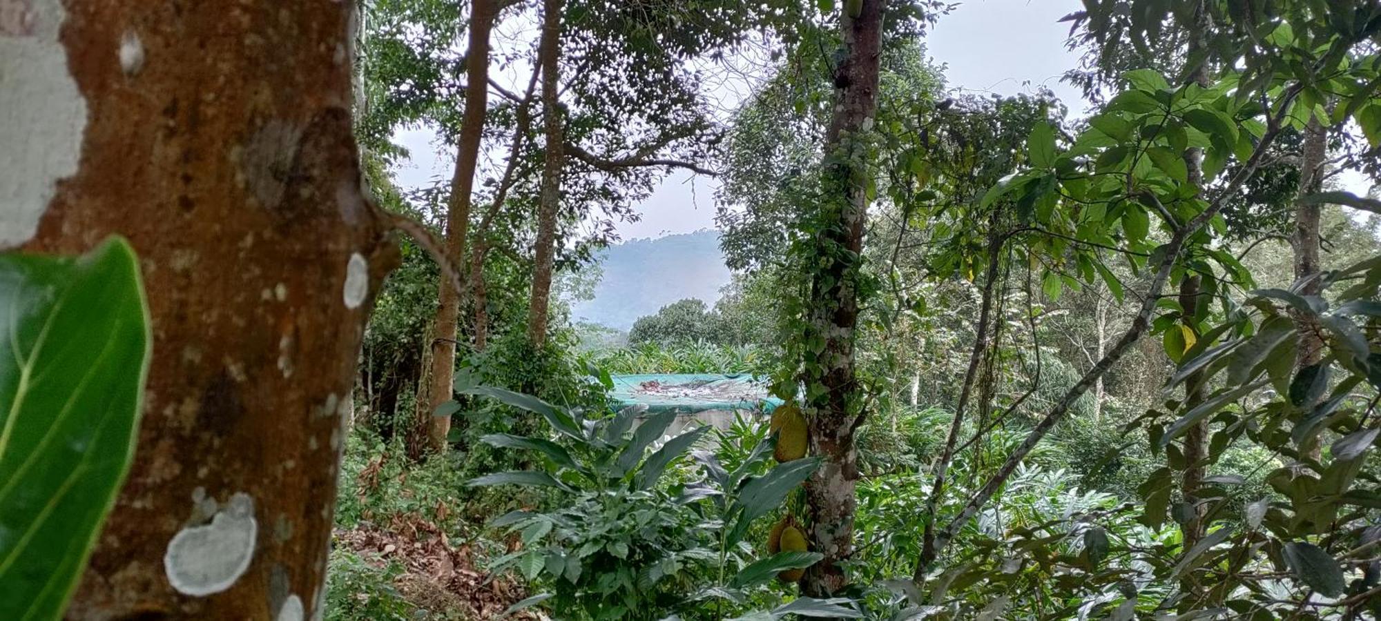 Coffee Camp Home Stay With Tree House Kattappana Exterior photo