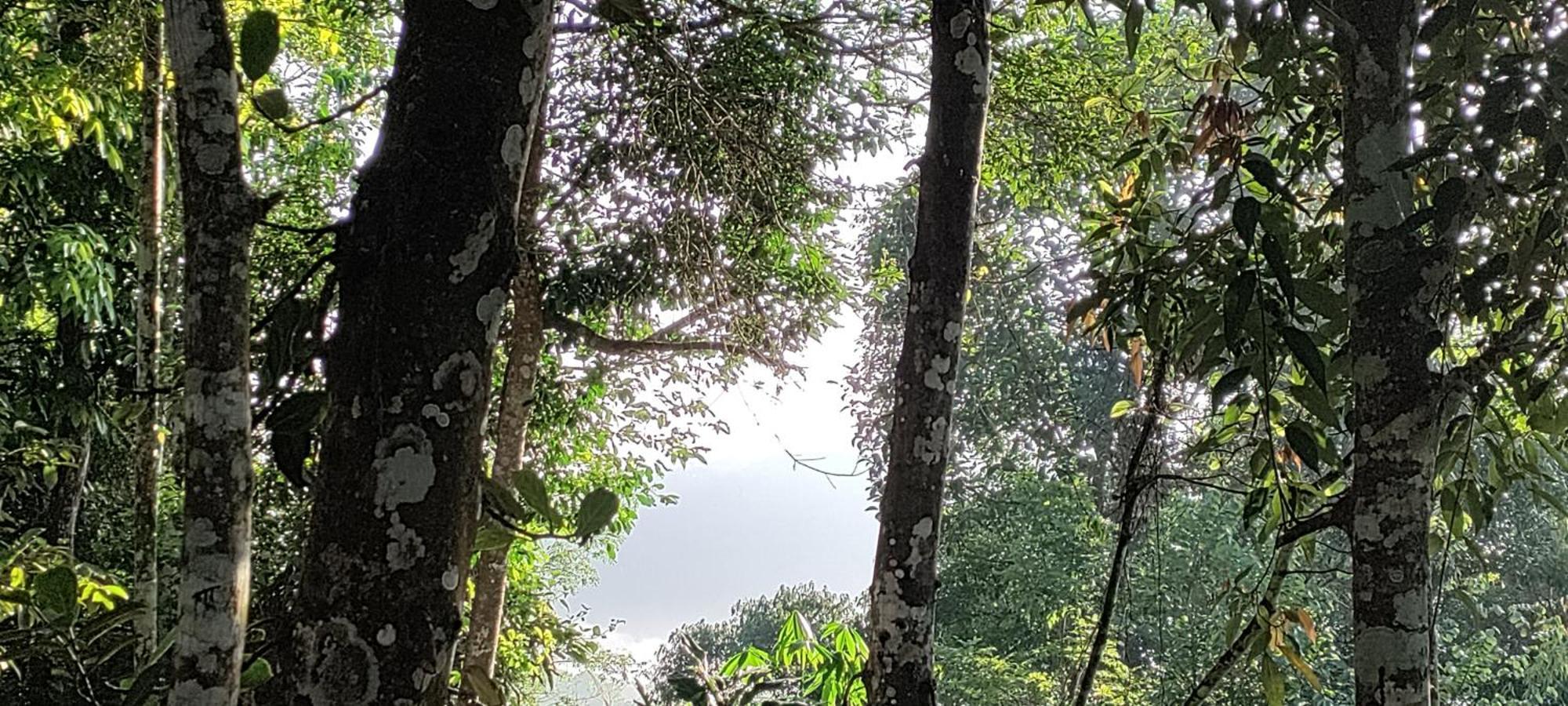 Coffee Camp Home Stay With Tree House Kattappana Exterior photo